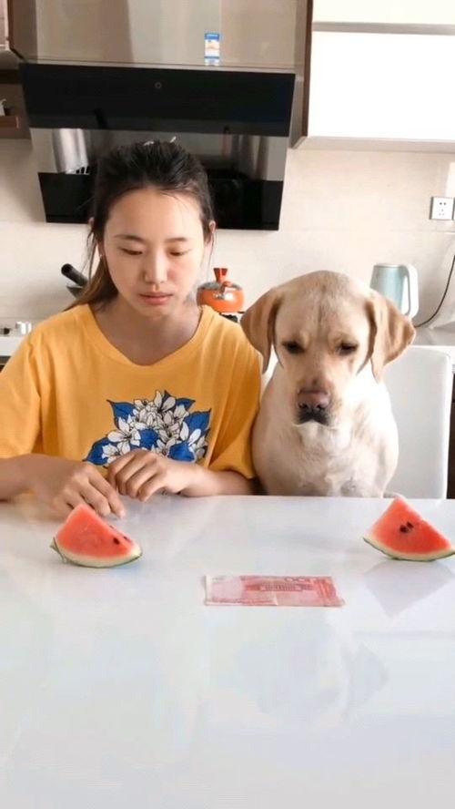 最近火的吃瓜视频,一场全民参与的娱乐盛宴