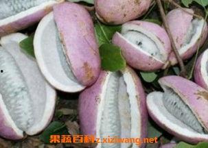 贵妃吃八月瓜视频大全,八月瓜美味瞬间,视频大全带你一网打尽