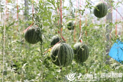 韩城最新吃瓜视频,揭秘幕后真相,带你领略网络风云