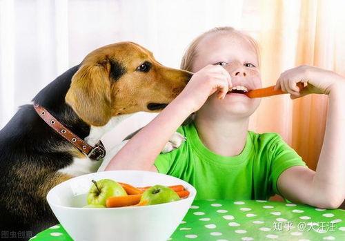 瓷瓜狗狗可以吃吗视频,宠物营养专家视频解析