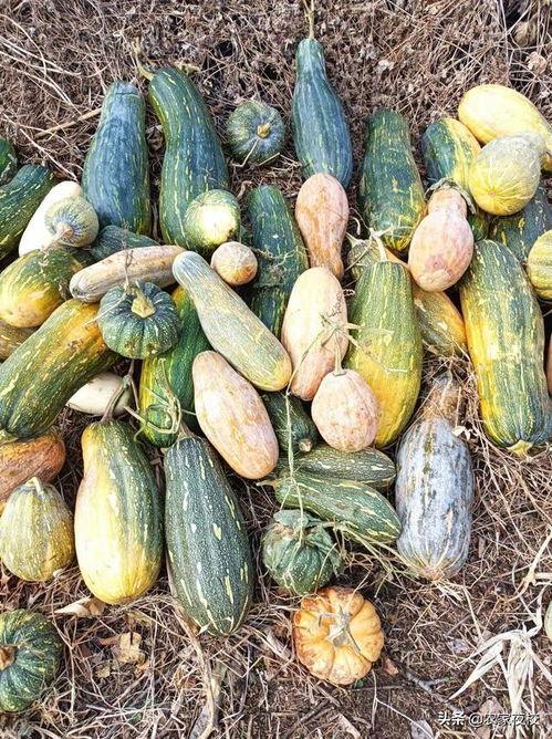 吃瓜消息从哪里来的啊视频,从视频源头到传播链路