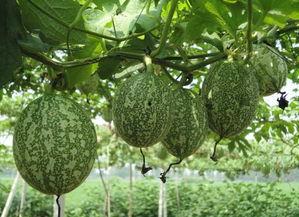 吊瓜为啥要吊着吃呢视频,为何要吊着享用？