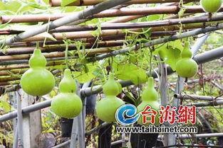 吃葫芦瓜的视频,视频带你领略家常美味